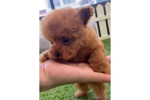 成約済の福岡県のティーカッププードル-269219の9枚目