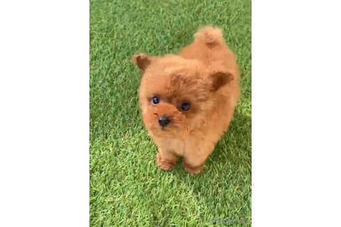 成約済の福岡県のティーカッププードル-269219の7枚目