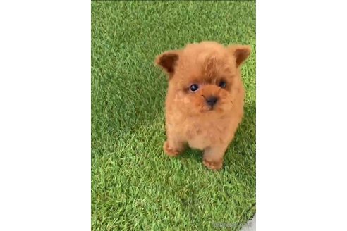 成約済の福岡県のティーカッププードル-269219の8枚目