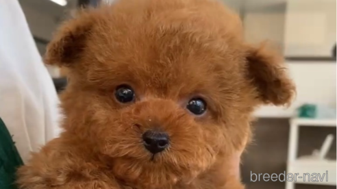 成約済の福岡県のティーカッププードル-269219の6枚目