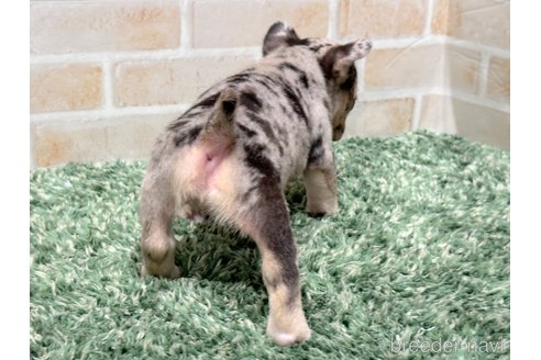 成約済の愛知県のフレンチブルドッグ-271157の3枚目