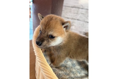 成約済の静岡県の豆柴-271180の2枚目