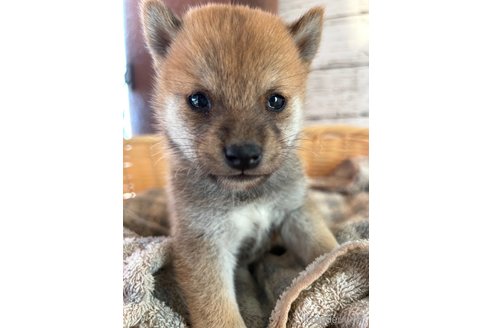 成約済の静岡県の豆柴-271180の1枚目