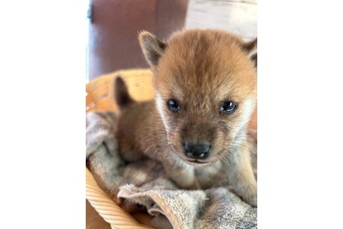 成約済の静岡県の豆柴-271180の5枚目
