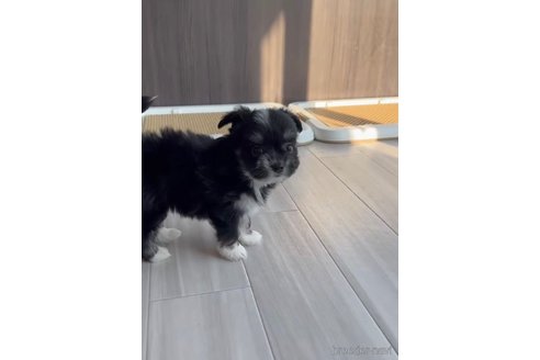 成約済の福岡県のチワマル:チワワ×マルチーズ-268568の2枚目