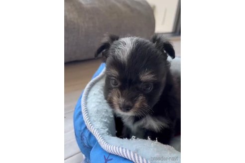 成約済の福岡県のチワマル:チワワ×マルチーズ-268568の3枚目