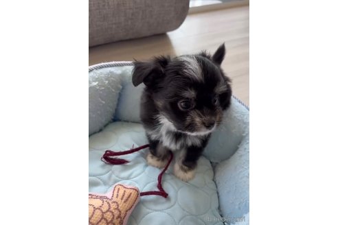 成約済の福岡県のチワマル:チワワ×マルチーズ-268568の5枚目