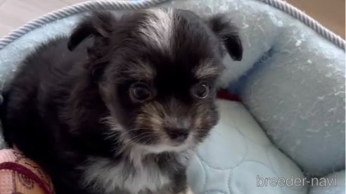 成約済の福岡県のチワマル:チワワ×マルチーズ-268568の1枚目