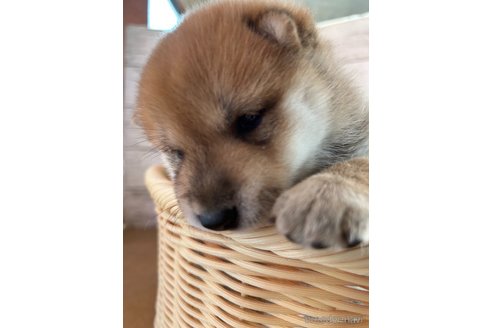 成約済の静岡県の柴犬-271183の3枚目