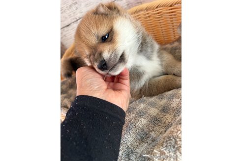 成約済の静岡県の柴犬-271183の4枚目