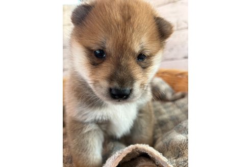 成約済の静岡県の柴犬-271183