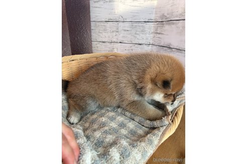 成約済の静岡県の柴犬-271183の5枚目