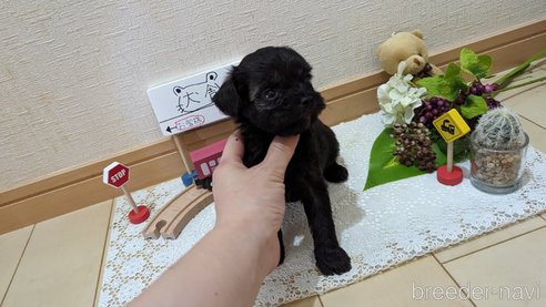 成約済の広島県のチワプー:チワワ×トイプードル-271215の251枚目