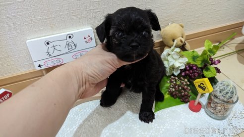 成約済の広島県のチワプー:チワワ×トイプードル-271215の248枚目