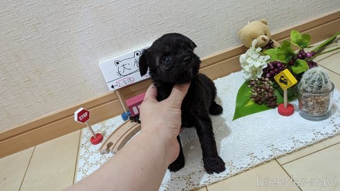 成約済の広島県のチワプー:チワワ×トイプードル-271215の247枚目
