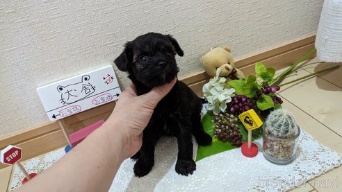 成約済の広島県のチワプー:チワワ×トイプードル-271215の245枚目