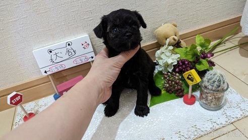 成約済の広島県のチワプー:チワワ×トイプードル-271215の246枚目