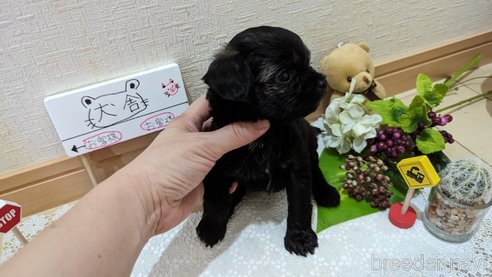 成約済の広島県のチワプー:チワワ×トイプードル-271215の242枚目