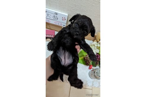 成約済の広島県のチワプー:チワワ×トイプードル-271215の244枚目