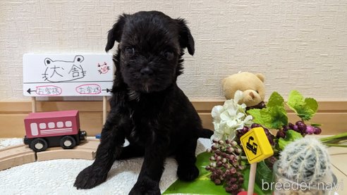成約済の広島県のチワプー:チワワ×トイプードル-271215の240枚目