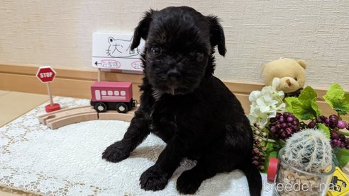 成約済の広島県のチワプー:チワワ×トイプードル-271215の241枚目