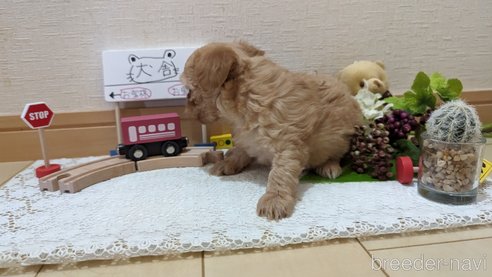 成約済の広島県のチワプー:チワワ×トイプードル-271216の269枚目