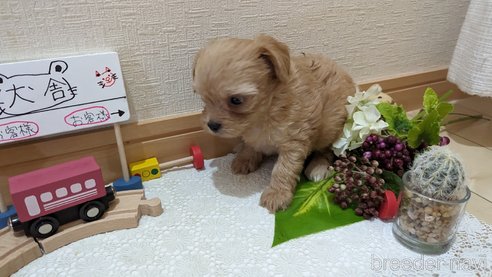 成約済の広島県のチワプー:チワワ×トイプードル-271216の263枚目