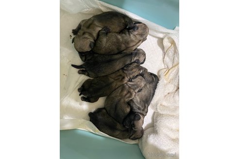成約済の滋賀県のパグ-271222の6枚目