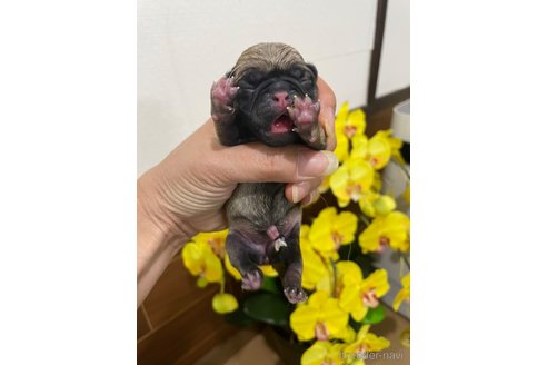 成約済の滋賀県のパグ-271224の6枚目