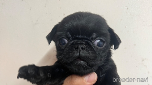 黒パグ（ブラックのパグ）の子犬を探す｜ブリーダーナビ