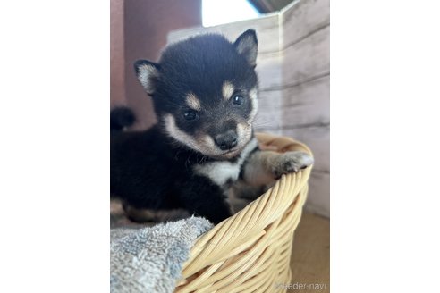成約済の静岡県の豆柴-271259の4枚目