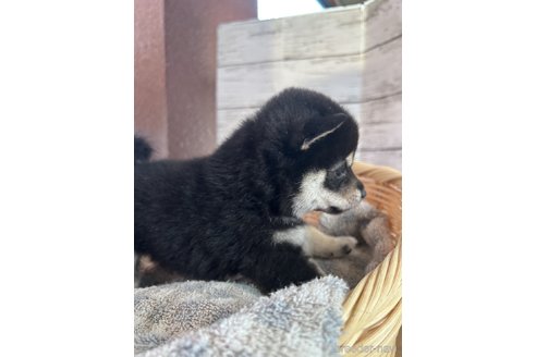 成約済の静岡県の豆柴-271259の3枚目
