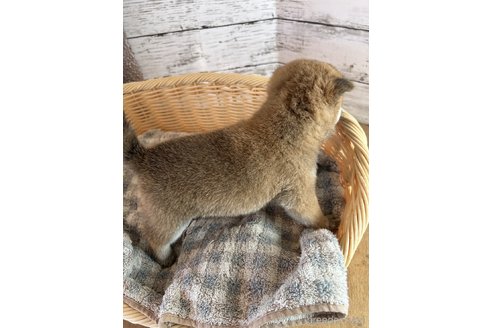成約済の静岡県の豆柴-271262の5枚目