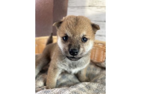 成約済の静岡県の豆柴-271262の1枚目