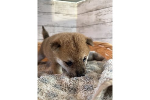 成約済の静岡県の豆柴-271262の4枚目