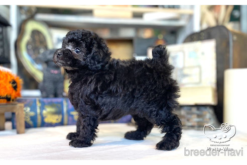 成約済の愛知県のタイニープードル-271308の3枚目