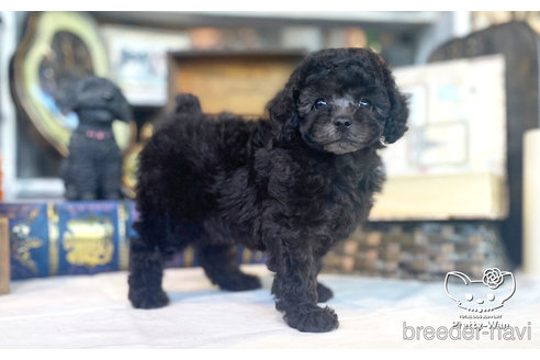 成約済の愛知県のタイニープードル-271308の4枚目