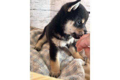 成約済の静岡県の柴犬-269991の5枚目