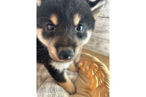 成約済の静岡県の柴犬-269991の4枚目