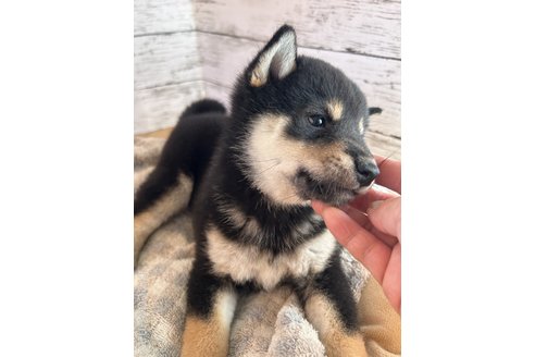 成約済の静岡県の柴犬-269991の3枚目