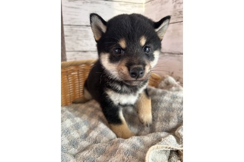 成約済の静岡県の柴犬-269991の2枚目