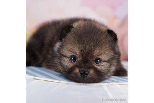成約済の東京都のポメラニアン-271331の1枚目