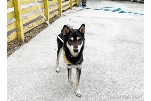 成約済の奈良県の柴犬-271336の2枚目