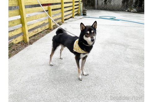 成約済の奈良県の柴犬-271336の4枚目