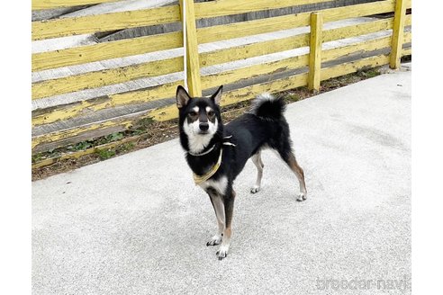 成約済の奈良県の柴犬-271336の5枚目