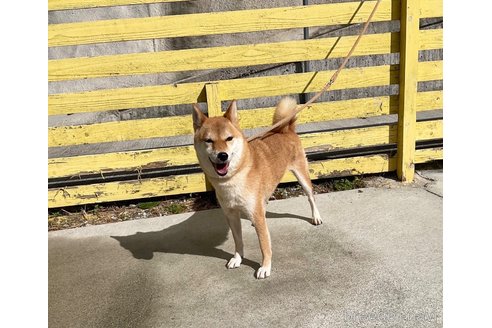 成約済の奈良県の柴犬-271338の4枚目