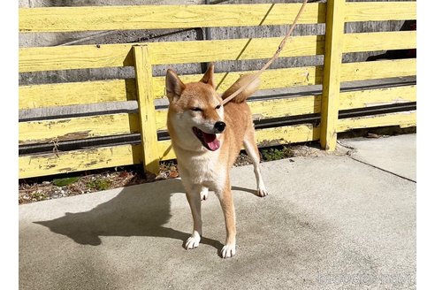 成約済の奈良県の柴犬-271338の5枚目