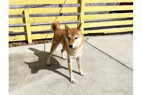 成約済の奈良県の柴犬-271338の2枚目