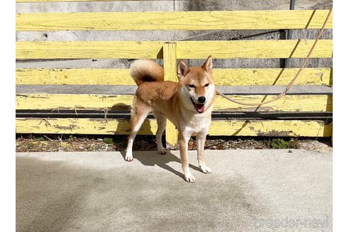成約済の奈良県の柴犬-271338の3枚目