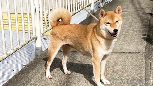 成約済の奈良県の柴犬-271338
